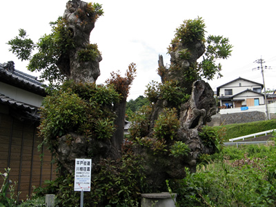 タブの古木-天然記念物-